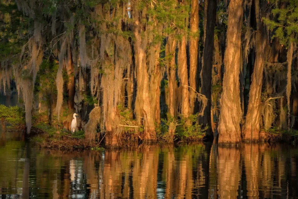 Đầm lầy Atchafalaya ở phía Nam Louisiana