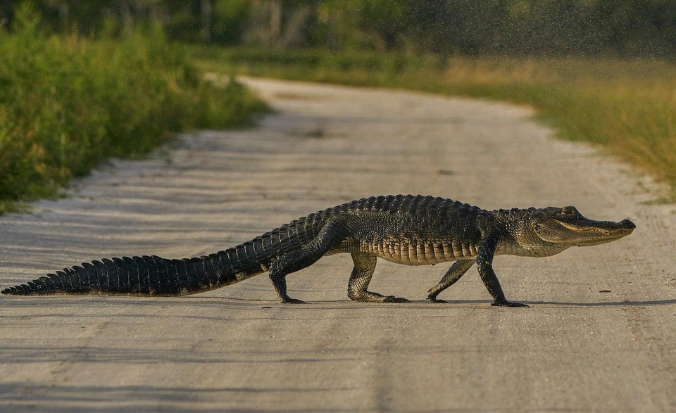 Cá sấu Mỹ - Bò sát chính thức của Florida