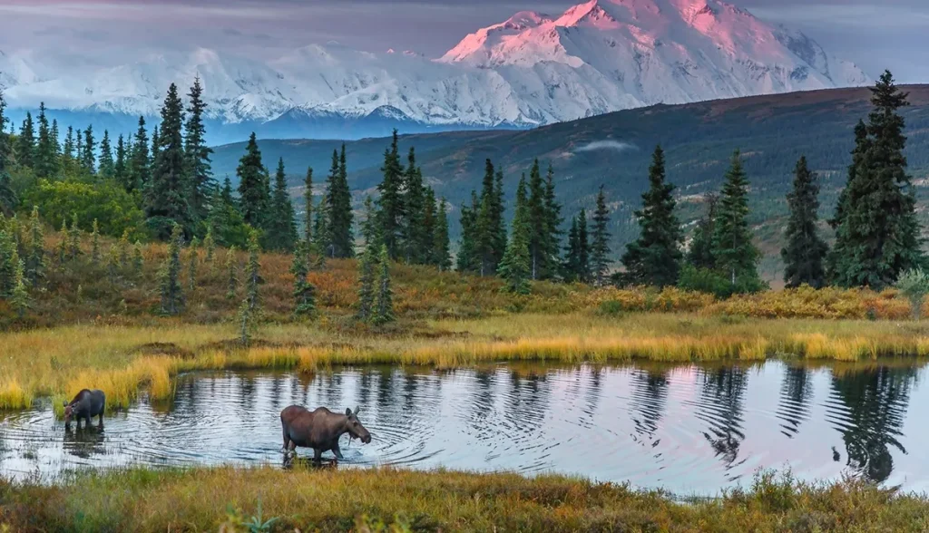 Công viên quốc gia Denali