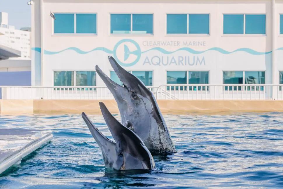 Khám phá Thủy cung Clearwater Marine